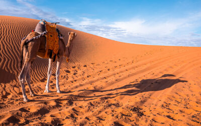 Trekking et Exploration du Désert Maroc au départ de Marrakech