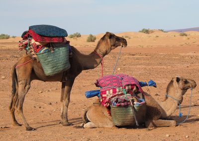 Randonnée avec les dromadaires dans le désert Marocain